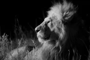 African Lion Prints: Male Marsh pride lion (Panthera leo) on a moonless night, Masai Mara, Kenya