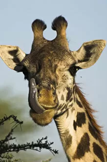 Flick Solitaire - Nick Garbutt Gallery: Male Masaai Giraffe {Giraffa camelopardalis} licking nose, Serengeti NP, Tanzania
