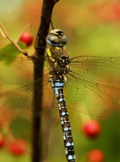 Dragonflies Prints: Male Migrant Hawker Dragonfly (Aeshna mixta) South London, UK, September