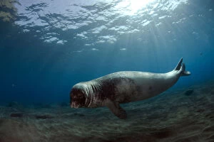 Images Dated 26th July 2009: Male Monk seal (Monachus monachus) Deserta Grande, Desertas Islands, Madeira, Portugal