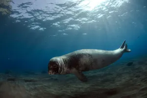 Images Dated 26th July 2009: Male Monk seal (Monachus monachus) Deserta Grande, Desertas Islands, Madeira, Portugal