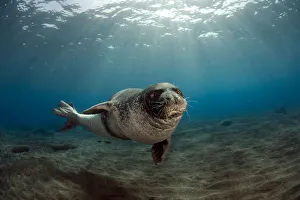 Images Dated 26th July 2009: Male Monk seal (Monachus monachus) portrait, Deserta Grande, Desertas Islands, Madeira