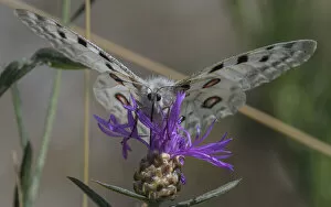 Images Dated 28th February 2022: Male Mountain apollo butterfly (Parnassius apollo) nectaring on wildflower, Finland. July