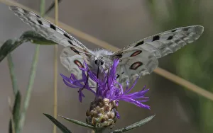 Male Mountain apollo butterfly (Parnassius apollo) nectaring on wildflower, Finland. July