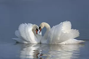 Images Dated 15th December 2009: Two male Mute swans (Cygnus olor) displaying on water in territorial dispute, UK
