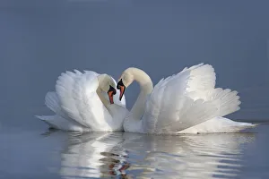 Elegance Prints: Two male Mute swans (Cygnus olor) displaying on water in territorial dispute, UK
