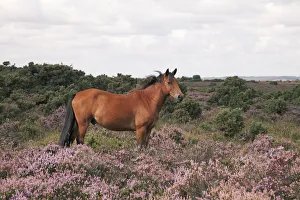 Heather Prints: Male New Forest Pony looking alert and listening with ears pricked standing among