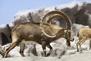 Middle East Prints: Male Nubian Ibex (Capra nubiana) at the Arabian Wildlife Centre captive-breeding project