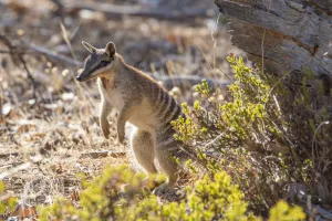 Male Numbat (Myrmecobius fasciatus) in dry woodland, Dryandra woodland, Western Australia Male Numbat (Myrmecobius fasciatus) in dry woodland, Dryandra woodland, Western Australia