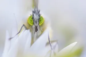 Ramsons Prints: Male Orange tip butterfly (Anthocharis cardamines) resting on Wild garlic (Allium ursinum) flower