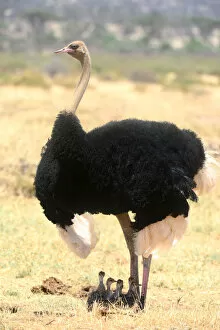Male Ostrich (Struthio camelus) protecting chicks from the sun with its wings, Samburu