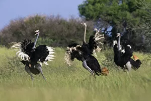 Movement Gallery: Three male Ostriches (Struthio camelus) running and flapping wings in aggressive display