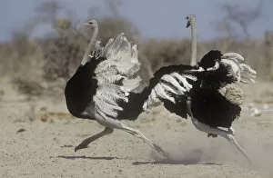 Two male Ostriches (Struthio camelus) running during dispute, Etosha NP, Namibia