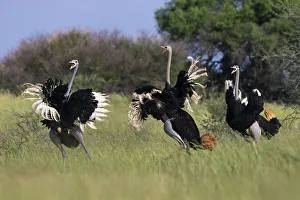 Three Prints: Three male Ostriches (Struthio camelus) running and flapping wings in aggressive display