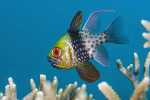 Alex Mustard 2021 Update Prints: A male pajama cardinalfish (Sphaeramia nematoptera) incubating eggs in his mouth