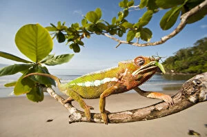 2010 Highlights Collection: Male Panther Chameleon (Furcifer pardalis) feeding on Preying mantis in beach side vegetation