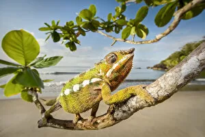 Male Panther Chameleon (Furcifer pardalis) stalking prey in beach side vegetation