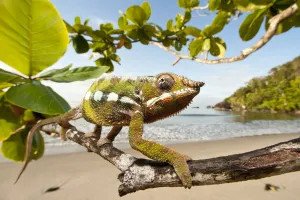 Males Prints: Male Panther Chameleon (Furcifer pardalis) stalking prey in beach side vegetation