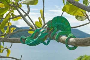 Male Panther Chameleons (Furcifer pardalis) fighting