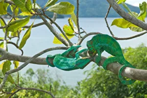 Male Panther Chameleons (Furcifer pardalis) fighting