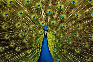 Male peacock (Pavo cristatus) displaying his ocellated tail feathers