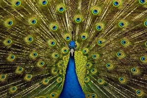 Bright Colour Prints: Male peacock (Pavo cristatus) displaying his ocellated tail feathers