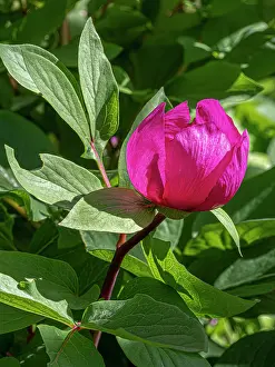 Saxifragales Prints: Male peony (Paeonia mascula) in flower, Monte St Angelo, Gargano, Puglia, Italy. April