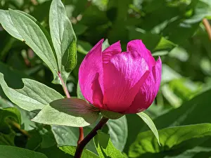 Saxifragales Prints: Male peony (Paeonia mascula) in flower, Monte St Angelo, Gargano, Puglia, Italy. April
