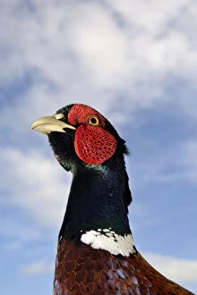Images Dated 18th August 2009: Male Pheasant (Phasianus colchicus) portrait during the breeding season, Derbyshire