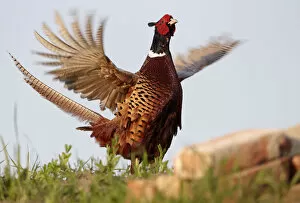 Images Dated 7th June 2010: Male Pheasant (Phasianus colchicus) flapping wings, Hungary, June
