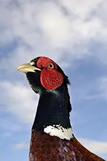 Pheasants Prints: Male Pheasant (Phasianus colchicus) portrait during the breeding season, Derbyshire