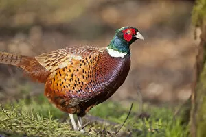 Images Dated 5th March 2012: Male pheasant (Phasianus colchicus) in profile. Scotland, UK, March