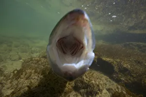 Male Pikeperch / Zander (Stizostedion / Sander lucioperca) defending nest, calm part of the Rhine