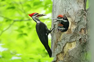 Trending: Male Pileated Woodpecker (Dryocopus pileatus) with beetle larva in beak about to feed two chicks