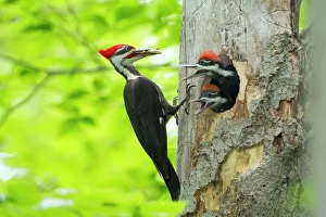 Eastern Usa Prints: Male Pileated Woodpecker (Dryocopus pileatus) with beetle larva in beak about to feed two chicks