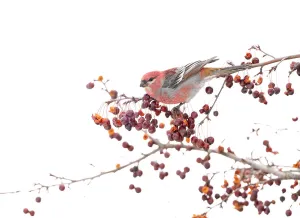 Pine Rosefinch Prints: Male Pine grosbeak (Pinicola enucleator) perched on branch among Crabapple (Malus sp