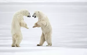 Two male Polar bears (Ursus maritimus) standing on hind legs, sparring, Churchill, Canada. November