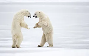 August 2022 Highlights Collection: Two male Polar bears (Ursus maritimus) standing on hind legs, sparring, Churchill, Canada. November