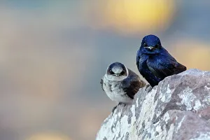 Male Purple martins (Progne subis) perched on rock. El Pardito Island, Islands of Gulf of California Protected Area, Sea of Cortez, Mexico. May