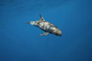 Male Pygmy killer whale (Feresa attenuata) swimming in open ocean, Hawaii, Pacific Ocean