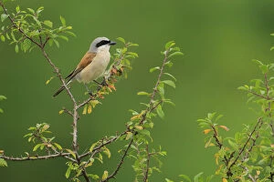 Male Red-backed shrike (Lanius collurio), Cantabria, Spain, August
