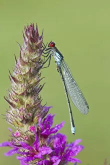 Images Dated 30th July 2012: Male Red eyed damselfly (Erythromma najas) on Purple loosestrife (Lythrum salicaria) flower