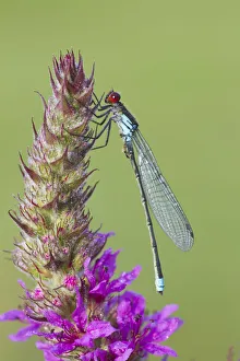 Male Red eyed damselfly (Erythromma najas) on Purple loosestrife (Lythrum salicaria) flower