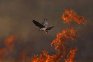Male Red footed falcon (Falco vespertinus) hunting over burning steppe fields, Bagerova Steppe