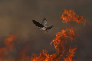 Falcons Prints: Male Red footed falcon (Falco vespertinus) hunting over burning steppe fields