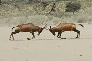 Male Red hartebeest (Alcelaphus buselaphus) fighting, Kgalagadi Transfrontier Park Male Red hartebeest (Alcelaphus buselaphus) fighting, Kgalagadi Transfrontier Park