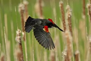 Agelaius Gallery: Male Red winged blackbird (Agelaius phoeniceus) taking off, New York, USA, May