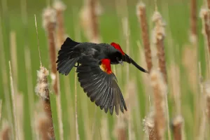 Purpose Prints: Male Red winged blackbird (Agelaius phoeniceus) taking off, New York, USA, May