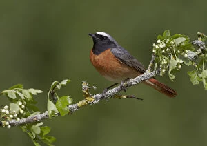Flowers Gallery: Male Redstart (Phoenicurus phoenicurus), perched on branch of flowering Hawthorn