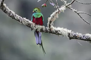 Flick Solitaire - Nick Garbutt Collection: Male Resplendent Quetzal (Pharomachrus mocinno) in cloud forest